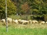 Piwniczna 10.2005 (13).JPG